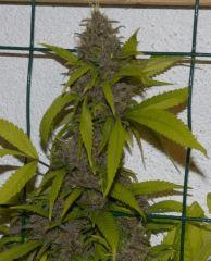 Ace Of Spade tete 3