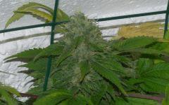 AK 47