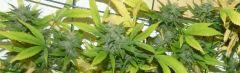 White Russian tete