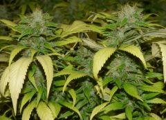 Blueberry