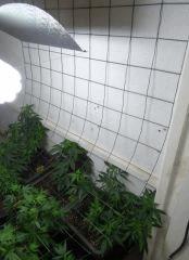 11 U Scrog droit
