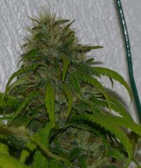 Jack herer tete