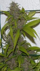Ace Of spade tete 3