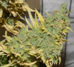 White Russian tete 1