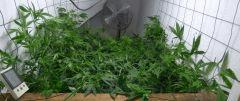3 U Scrog
