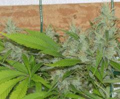 Jack The Ripper tete 1