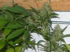 Jack The Ripper tete