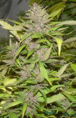 Ace Of spade tete 1