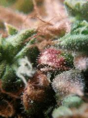 Macro Amnesia