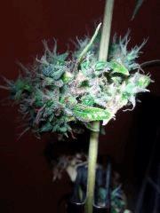 Bud amnesia