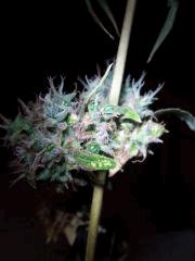 Original Amnesia floraison+107