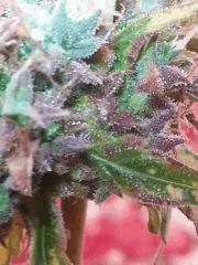 Amnesia purple.