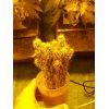 cactus gavita