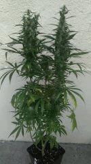 DBG BX2 F49 (2)