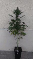 SP F2 F49 (2)