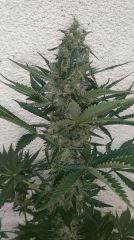 SP F2 F49