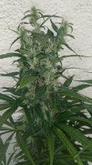 DBG BX2 F49