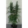DBG BX2 F49 (2)