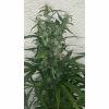 DBG BX2 F49
