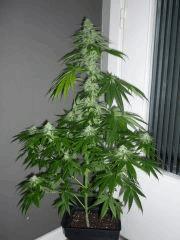 P1070715