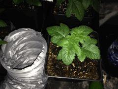 IMG 0325