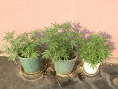 IMG 0293   Copie