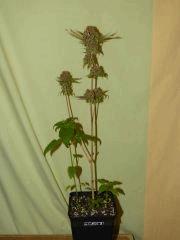 P1200280aaa