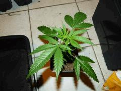 P1150039aaa