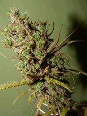 P1190787aaa
