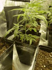 P1150090aaa