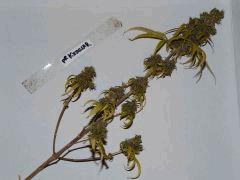 P1200221aaa