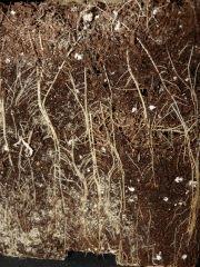 P1210452aaa