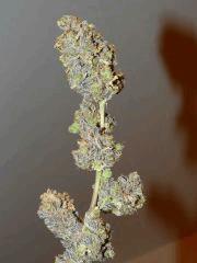 P1200027aaa