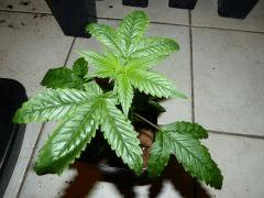 P1150010aaa