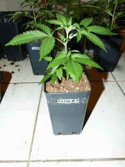 P1150024aaa