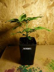 P1090884aaa