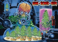 Glass Blower Seed Aaa