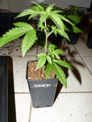 P1150032aaa