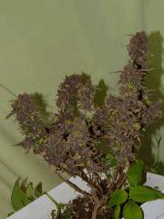 P1200017aaa