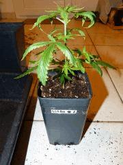P1150049aaa