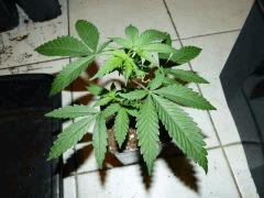 P1150043aaa