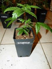 P1150009aaa
