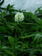 P1200429aaa