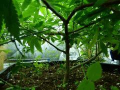 P1200426aaa