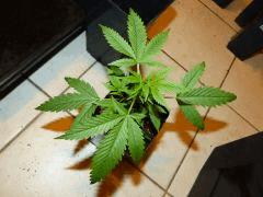 P1150041aaa