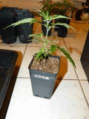 P1150038aaa