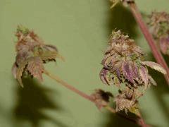P1190319aaa