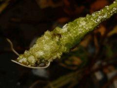P1170091aaa