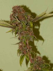 P1200282aaa