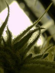 P1170013aaa